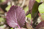 Roundleaf ragwort